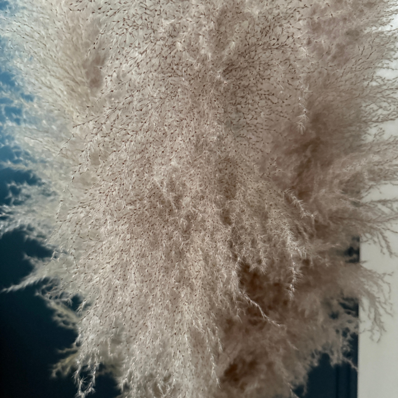 XL Extra Fluffy Pampas Grass In Grey