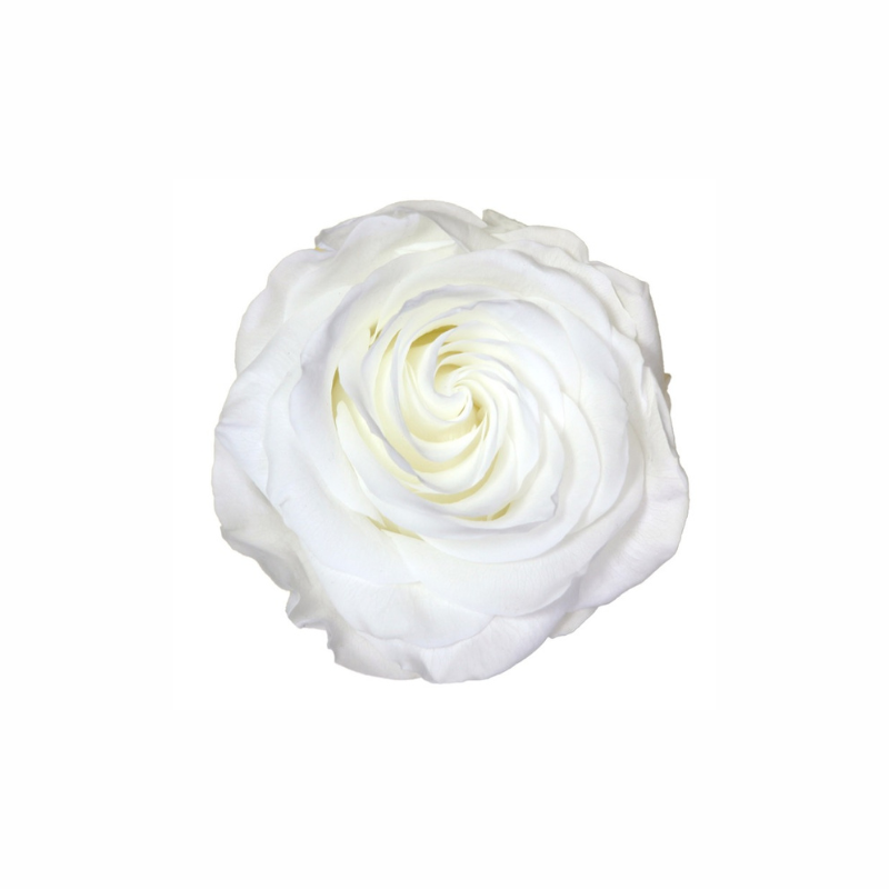 Extra Large Preserved Dried Rose Collection