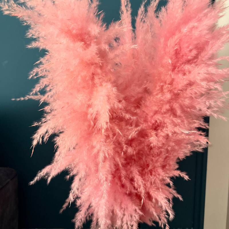 XL Extra Fluffy Pampas Grass In Pink