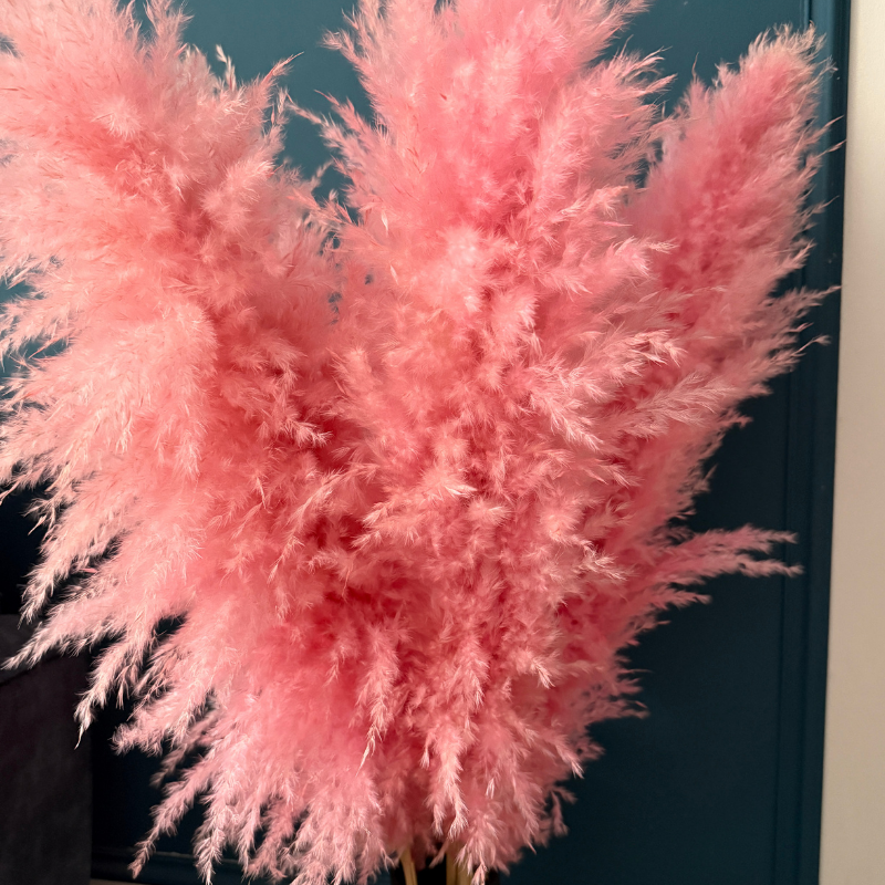 XL Extra Fluffy Pampas Grass In Pink