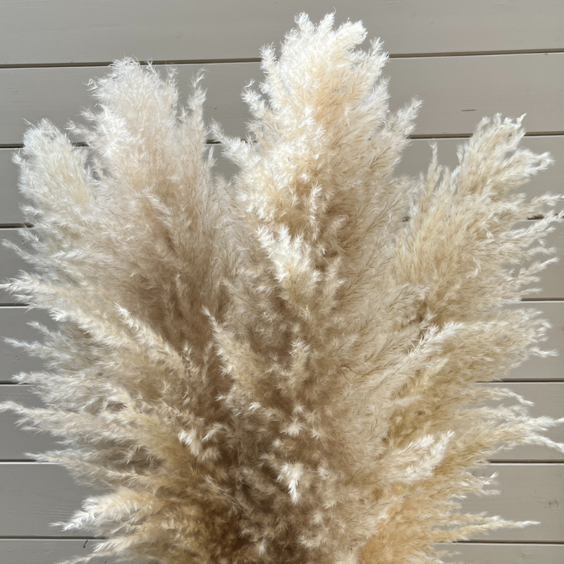 XL Extra Fluffy Pampas Grass In Cream