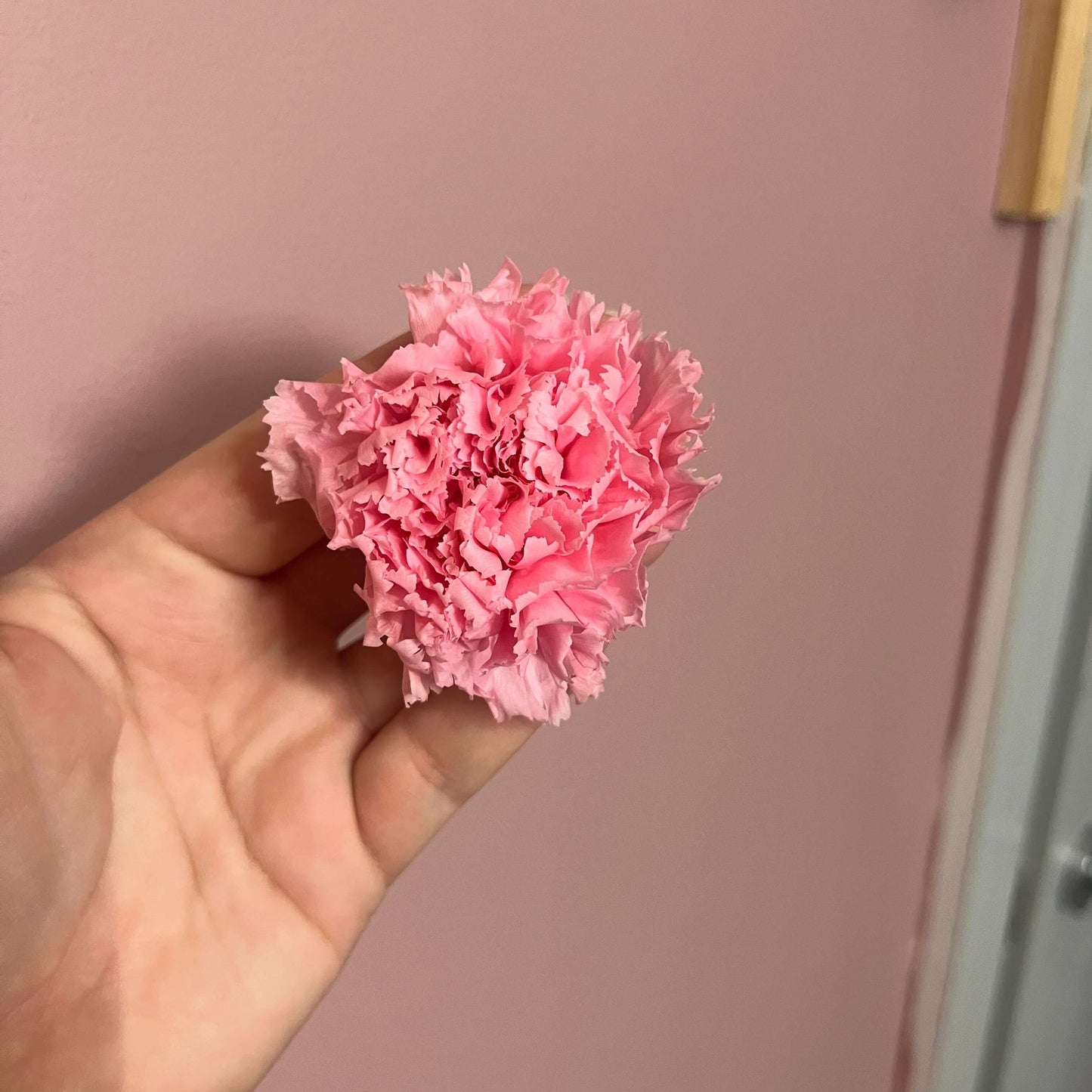 The Preserved Dried Carnation Collection