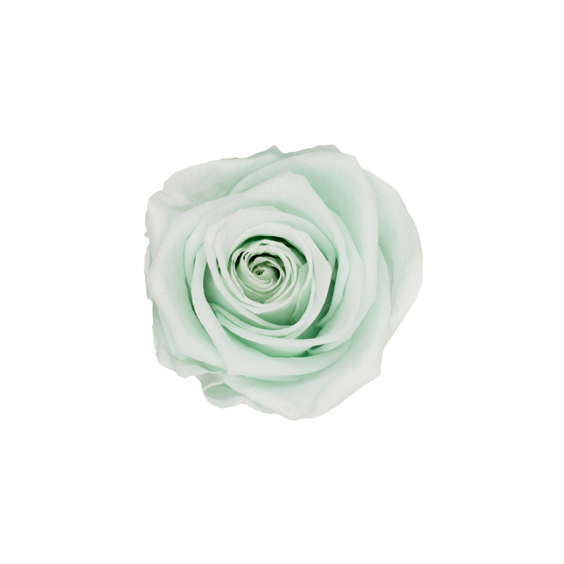 Medium Preserved Dried Rose Collection