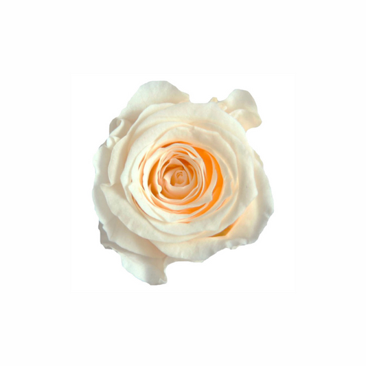 Mini Preserved Dried Rose Collection