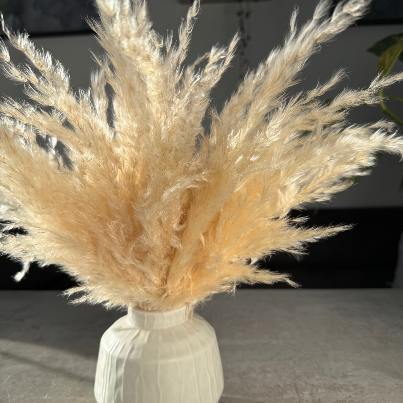 Eadie Dried Flower Arrangement In Fluffy Cream Pampas Grass