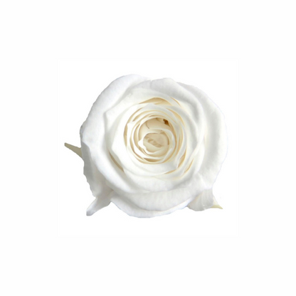 Mini Preserved Dried Rose Collection