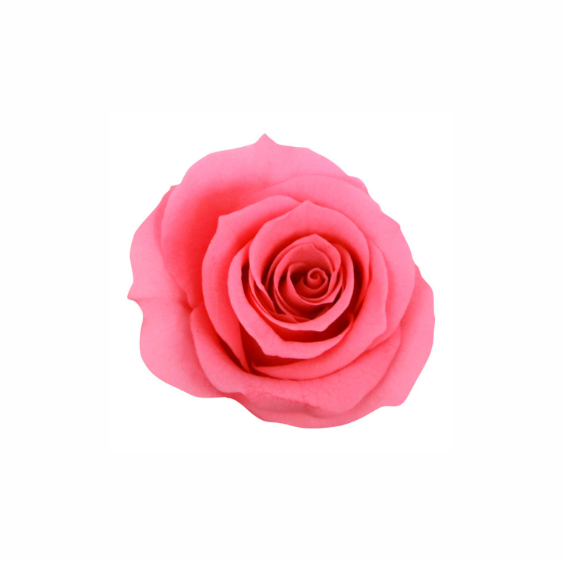 Mini Preserved Dried Rose Collection