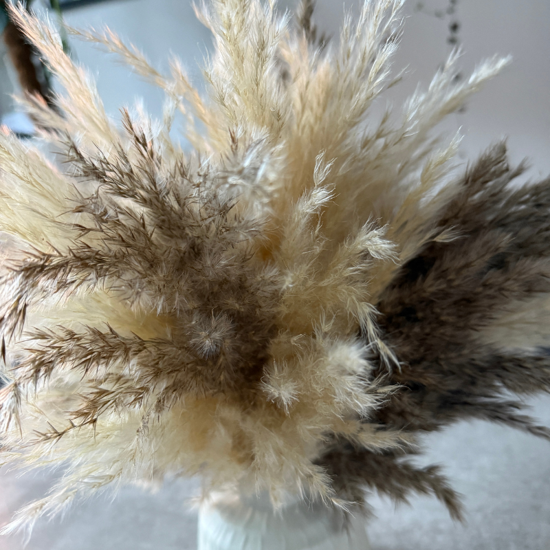 Tallulah Dried Flower Arrangement In Cream & Natural Fluffy Pampas Grass