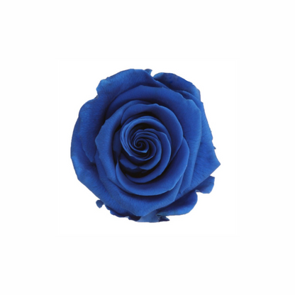 Mini Preserved Dried Rose Collection