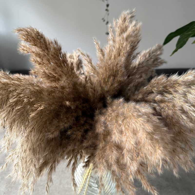 Arabella Dried Flower Arrangement In Fluffy Natural Pampas Reed