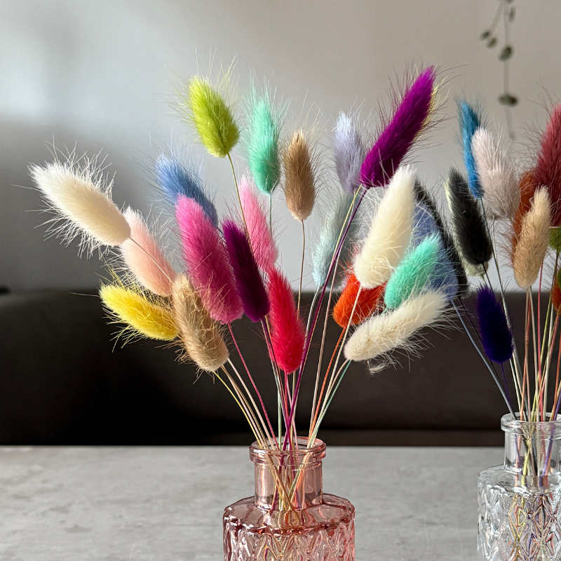 Bunny Tail Dried Flowers 20 Stems