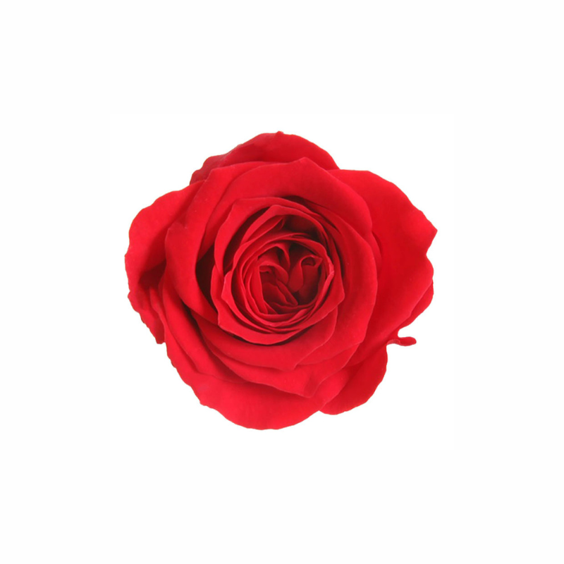 Mini Preserved Dried Rose Collection