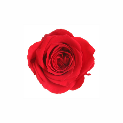 Mini Preserved Dried Rose Collection