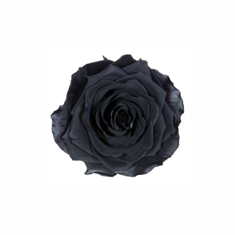 Extra Large Preserved Dried Rose Collection