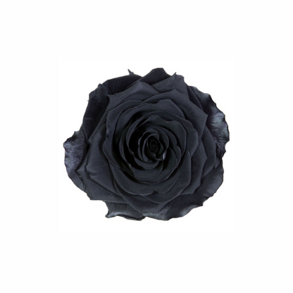 Extra Large Preserved Dried Rose Collection