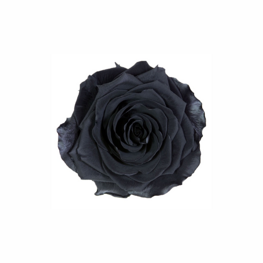 Extra Large Preserved Dried Rose Collection