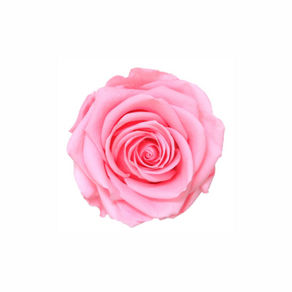 Extra Large Preserved Dried Rose Collection