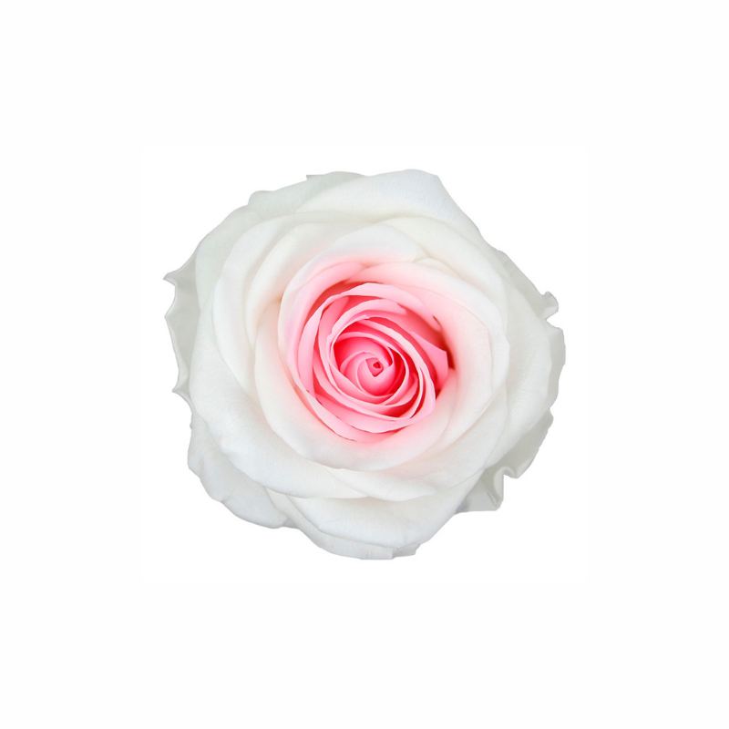 Extra Large Preserved Dried Rose Collection
