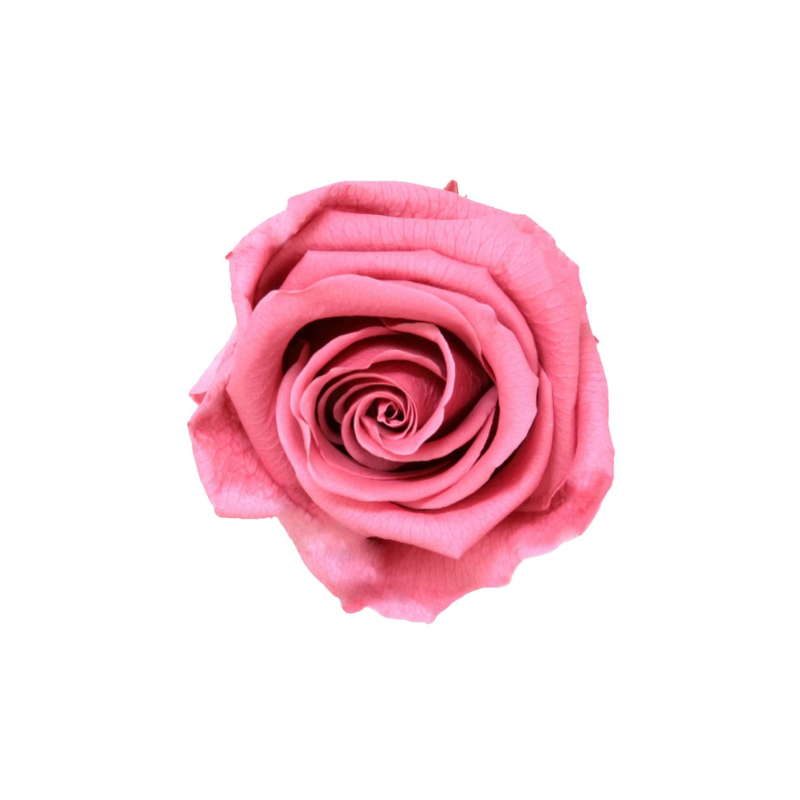 Medium Preserved Dried Rose Collection