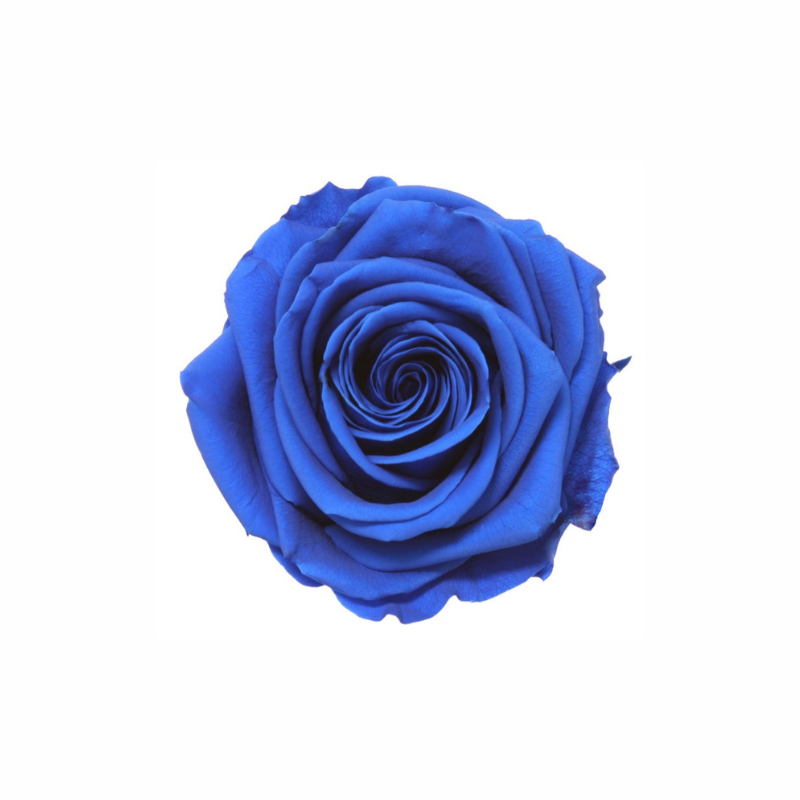 Extra Large Preserved Dried Rose Collection