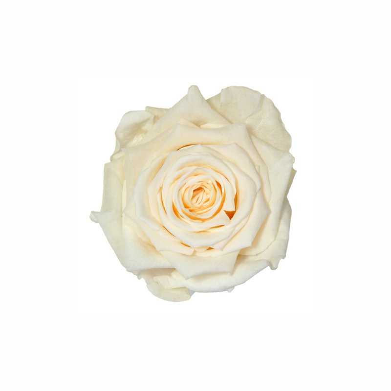 Extra Large Preserved Dried Rose Collection