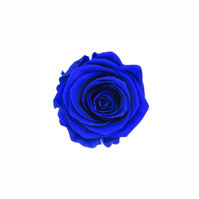 Medium Preserved Dried Rose Collection