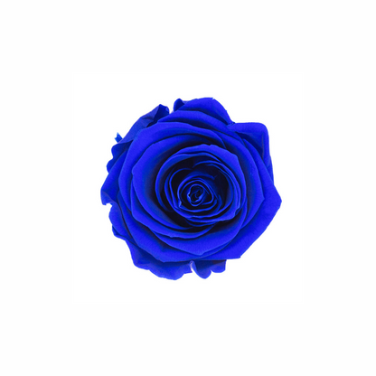 Medium Preserved Dried Rose Collection