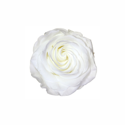 Extra Large Preserved Dried Rose Collection
