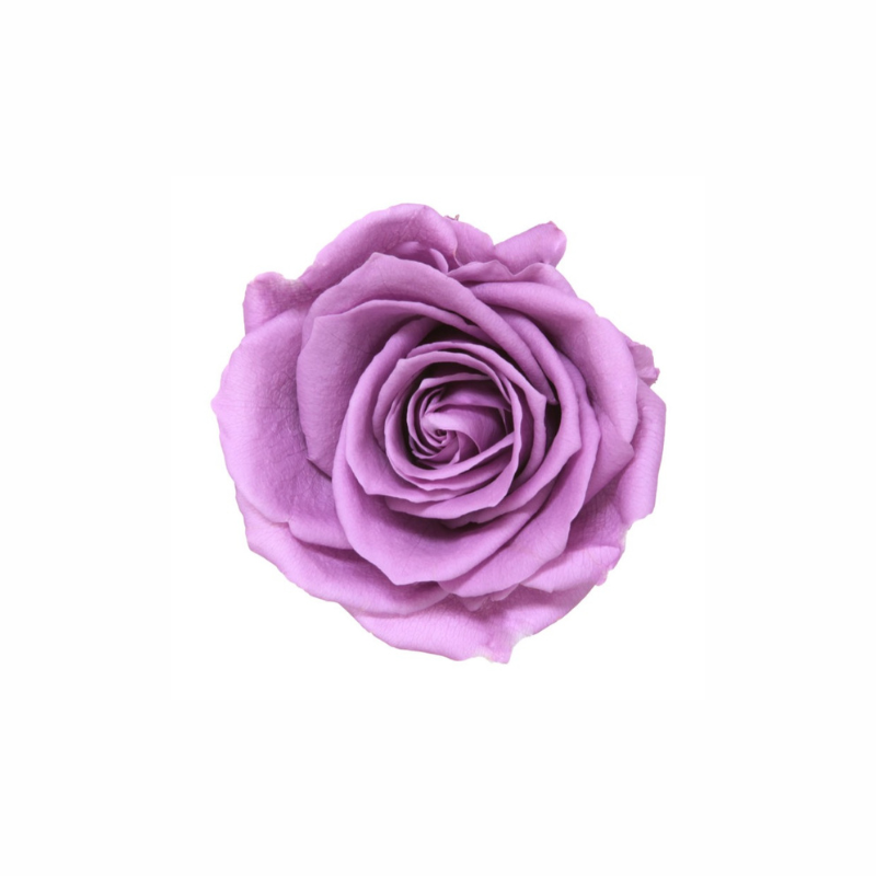 Extra Large Preserved Dried Rose Collection