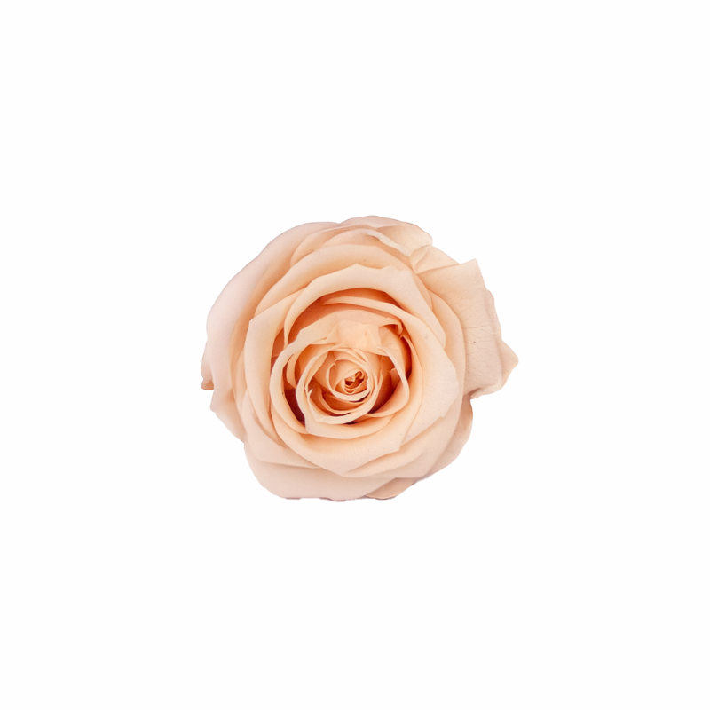 Medium Preserved Dried Rose Collection