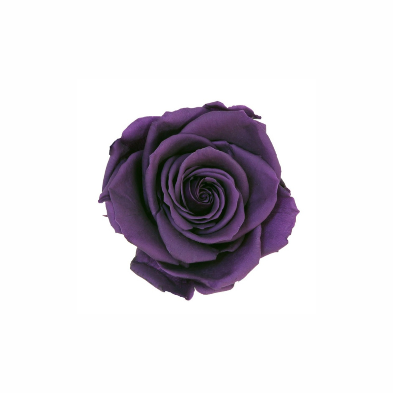 Extra Large Preserved Dried Rose Collection