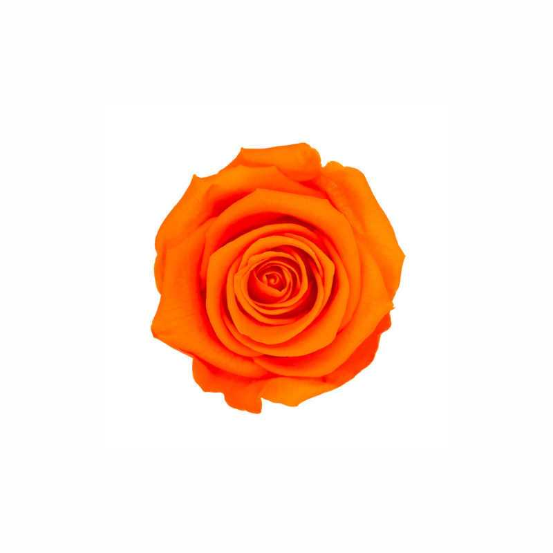 Medium Preserved Dried Rose Collection
