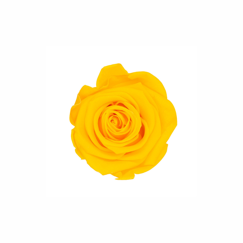 Medium Preserved Dried Rose Collection