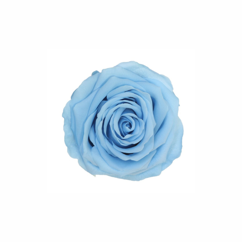 Extra Large Preserved Dried Rose Collection