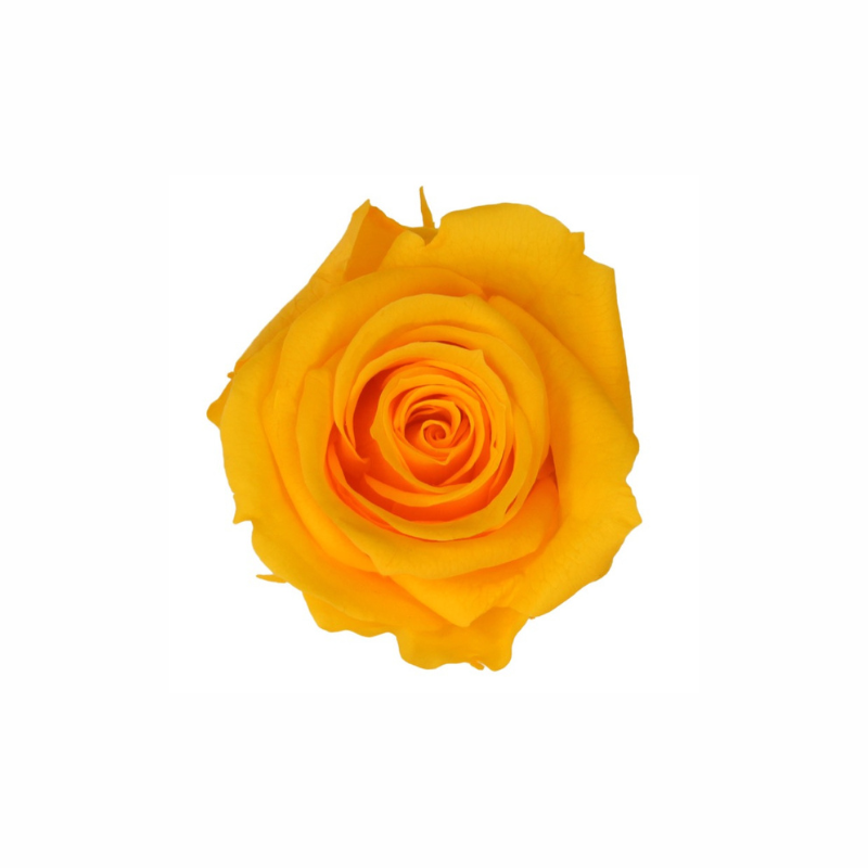 Medium Preserved Dried Rose Collection
