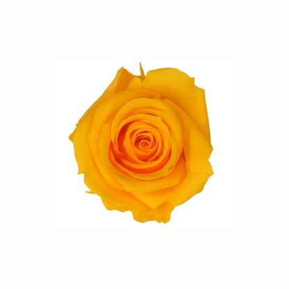 Medium Preserved Dried Rose Collection