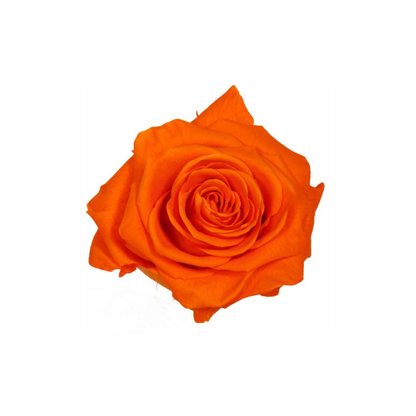 Extra Large Preserved Dried Rose Collection