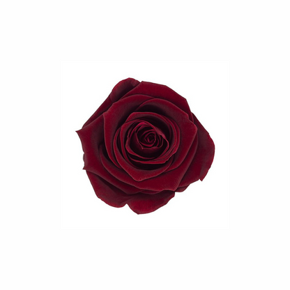 Medium Preserved Dried Rose Collection
