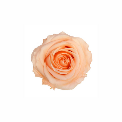 Extra Large Preserved Dried Rose Collection