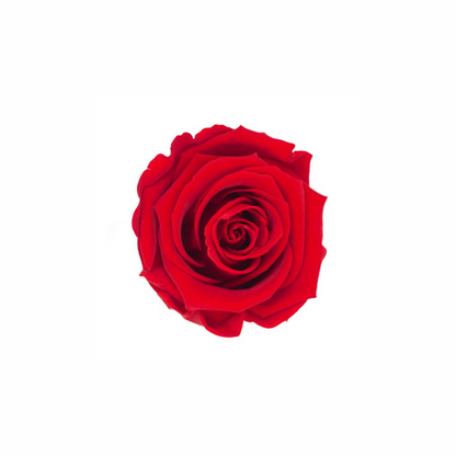 Medium Preserved Dried Rose Collection