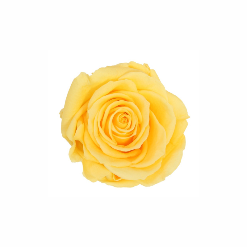 Extra Large Preserved Dried Rose Collection