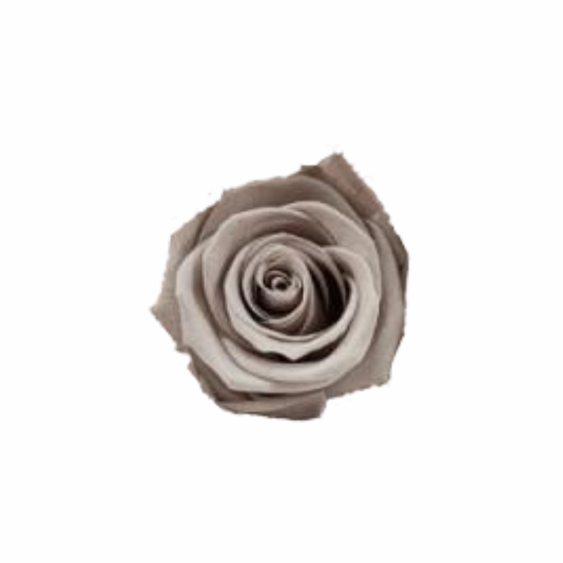 Medium Preserved Dried Rose Collection