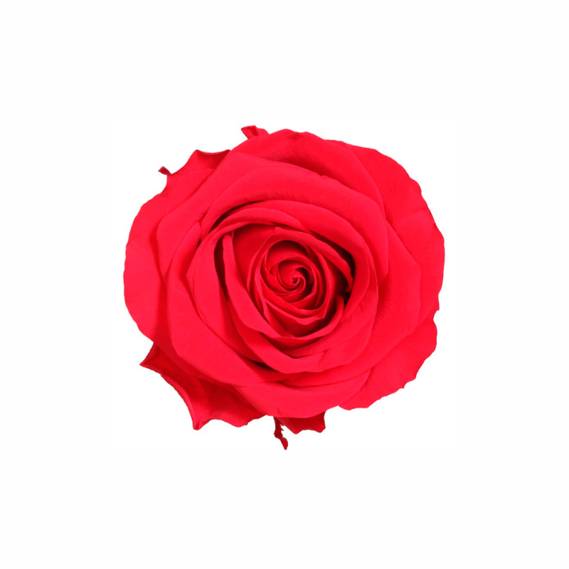 Extra Large Preserved Dried Rose Collection