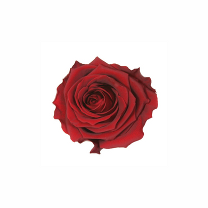 Extra Large Preserved Dried Rose Collection