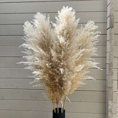 XL Extra Fluffy Pampas Grass In Cream