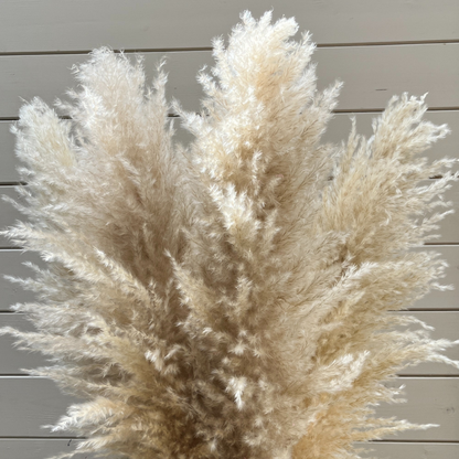 XL Extra Fluffy Pampas Grass In Cream