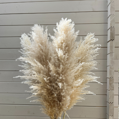 XL Extra Fluffy Pampas Grass In Cream