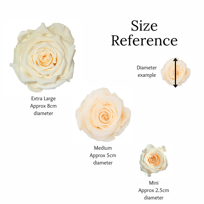 Mini Preserved Dried Rose Collection