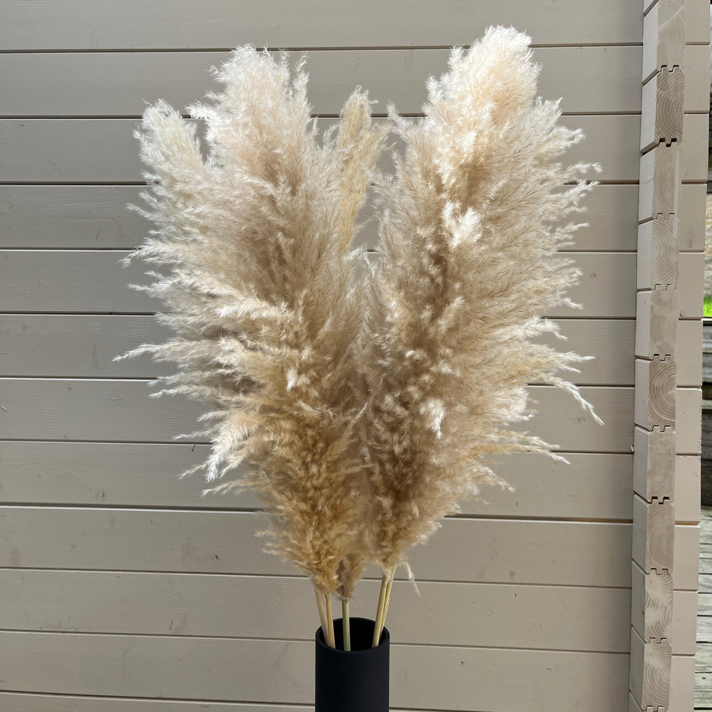 5 Stems 120cm EXTRA FLUFFY Pampas Grass - plume size approx 50- 70cm