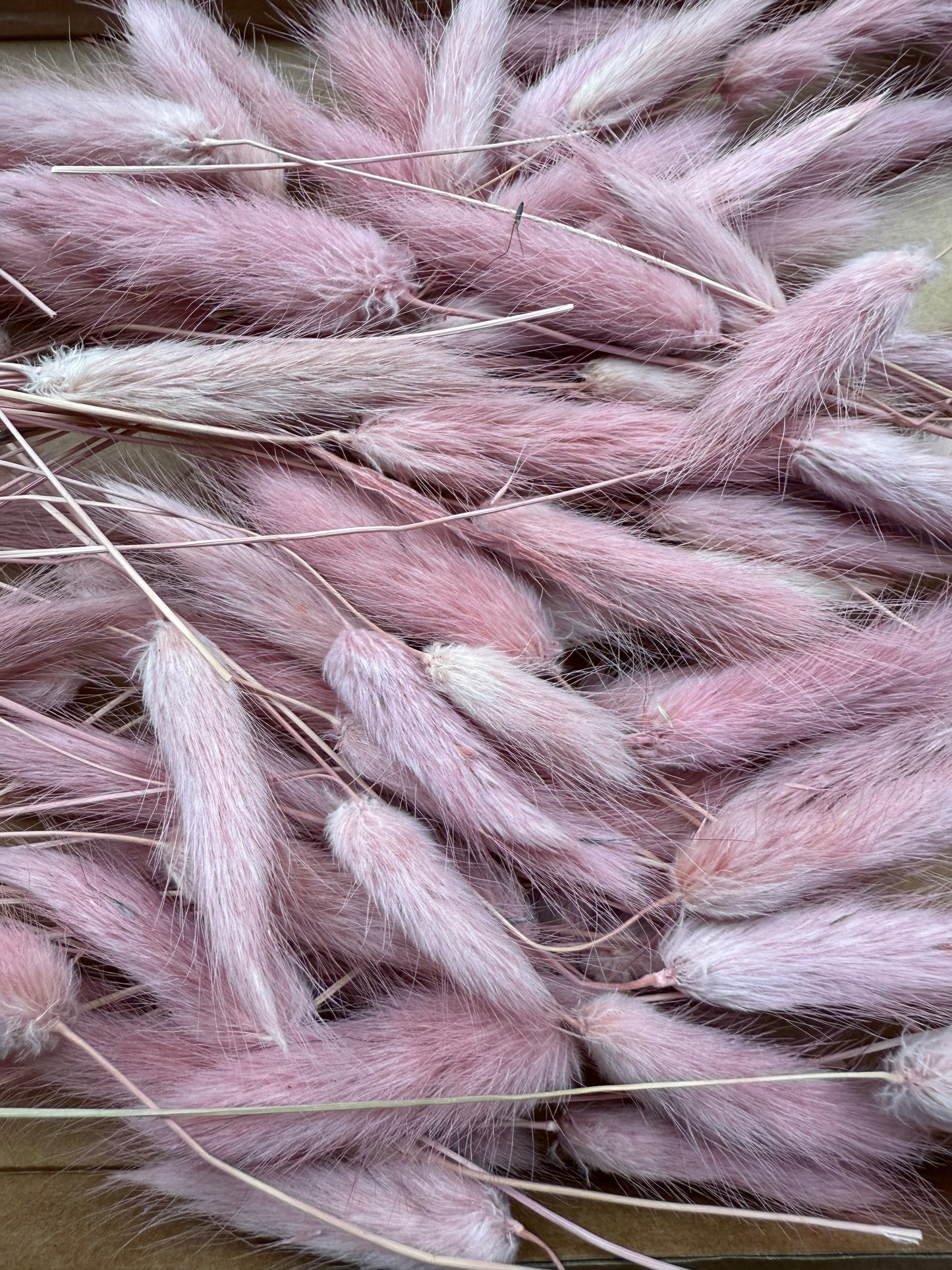 Offcut Dried Flowers